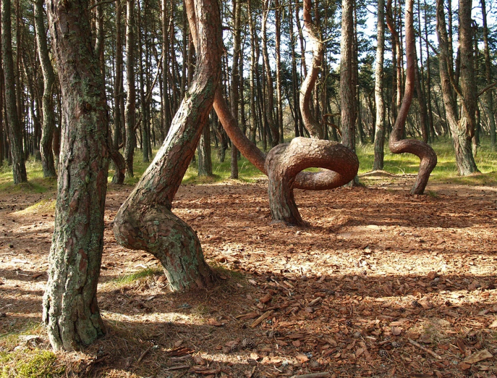 «Танцующий лес» на Куршской косе