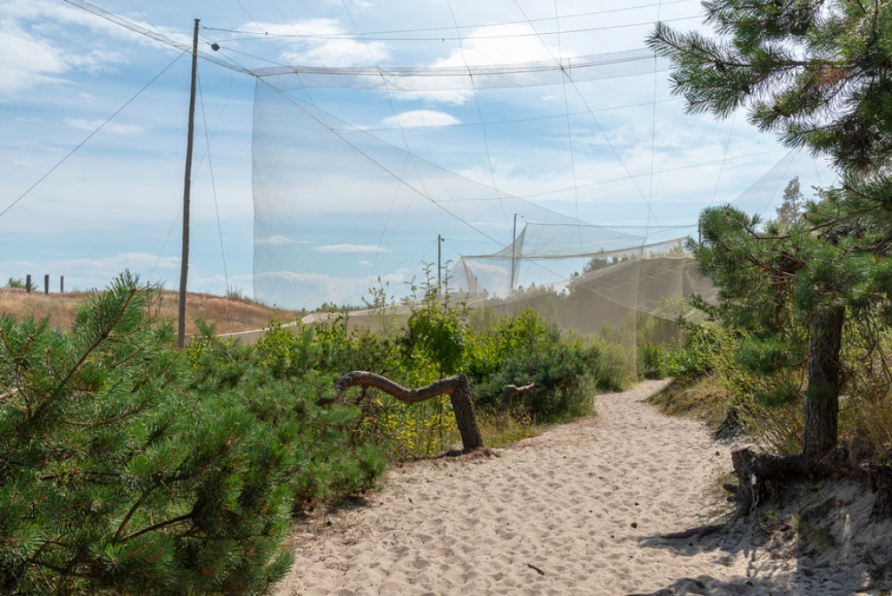 Орнитологическая станция «Фрингилла» на Куршской косе, ловушка для птиц, Калининградская область