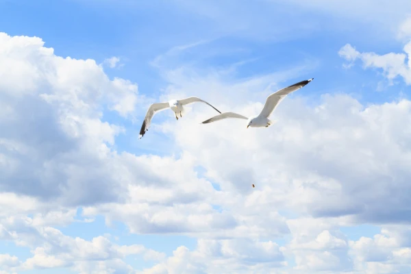 Чайки в полете