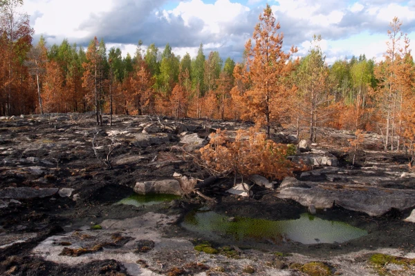 Фотография леса на Карельском перешейке осенью