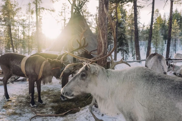 Северные олени