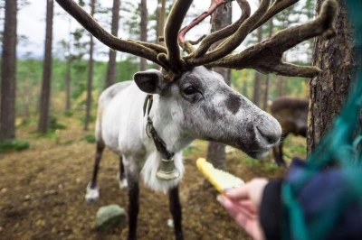 Северные олени – фото достопримечательности вы увидите на экскурсии