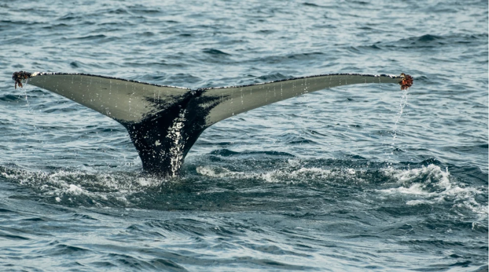 Величественный хвост горбатого кита, поднимающийся из океанских вод. Териберка, Мурманский район, Россия