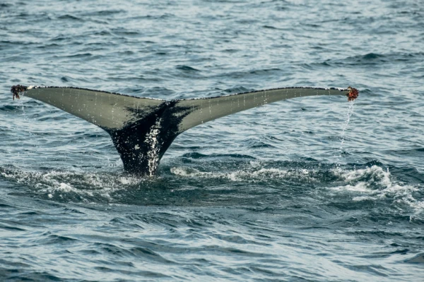 Величественный хвост горбатого кита, поднимающийся из океанских вод. Териберка, Мурманский район, Россия