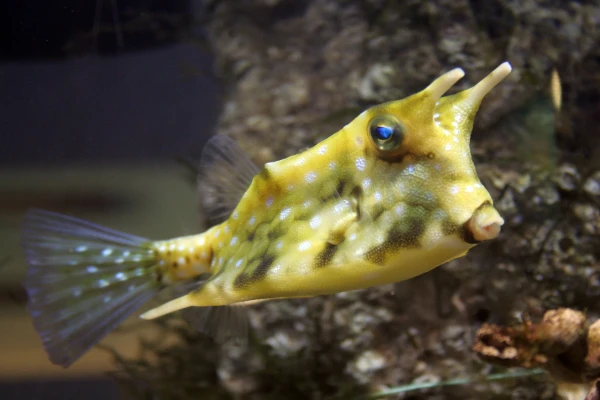 Санкт-Петербургский океанариум фото