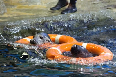 Шоу с тюленями – вы увидите на экскурсии Шоу с тюленями – фото достопримечательности вы увидите на экскурсии