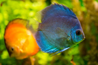 Экзотические рыбы – вы увидите на экскурсии Экзотические рыбы – фото достопримечательности вы увидите на экскурсии