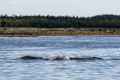 Белужий мыс – фото достопримечательности вы увидите на экскурсии
