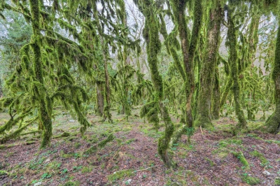 Самшитовый лес – фото достопримечательности вы увидите на экскурсии